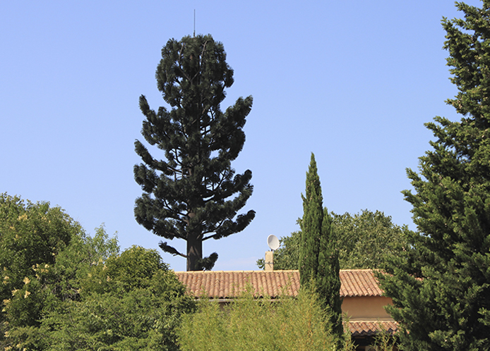 A tall, artificial coniferous tree designed to blend into the natural environment while concealing a cell phone tower.
